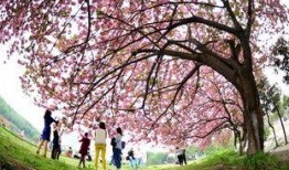 樱花校园最新装扮爆料版,青春时尚潮流来袭